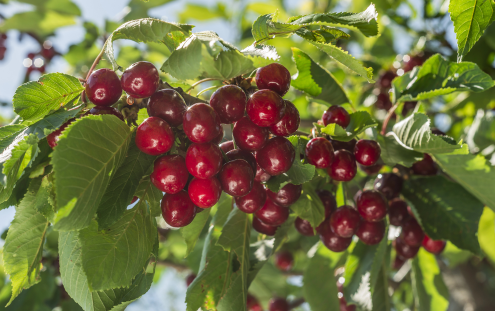 農(nóng)藥殘留檢測