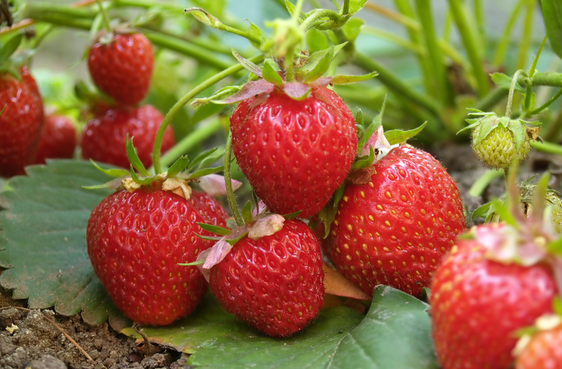 恒譜生：專業(yè)水果檢測，守護(hù)舌尖上的安全！