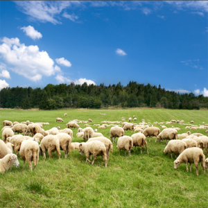 獸藥殘留檢測(cè)服務(wù)