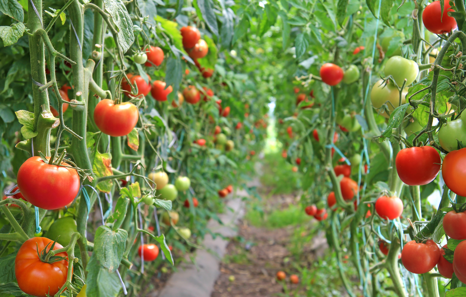 恒譜生：水果檢測，守護(hù)舌尖上的安全！