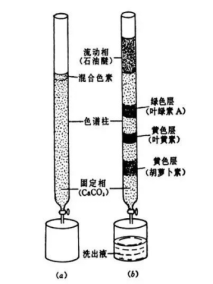 植物葉色素分離實(shí)驗(yàn)